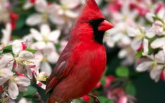 Desktop image. Animals. ID:35196