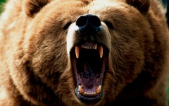 Desktop image. Animals. ID:35197
