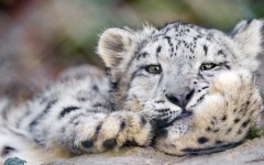 Desktop image. Animals. ID:53053