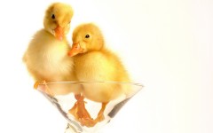 Desktop image. Animals. ID:35199