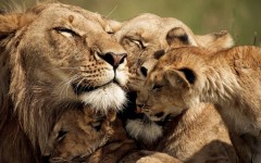 Desktop image. Animals. ID:53066