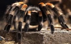 Desktop image. Animals. ID:35201