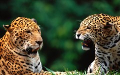 Desktop image. Animals. ID:35202