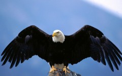 Desktop image. Animals. ID:35203