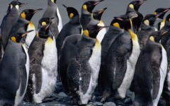 Desktop image. Animals. ID:35205
