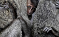 Desktop image. Animals. ID:53067
