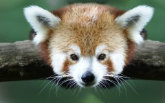 Desktop image. Animals. ID:35208