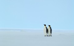 Desktop image. Animals. ID:35209