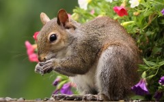 Desktop image. Animals. ID:35210