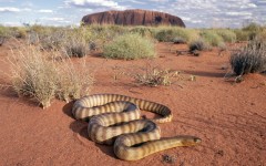 Desktop image. Animals. ID:35211