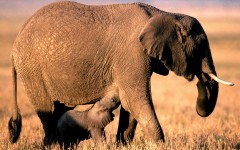 Desktop image. Animals. ID:35212