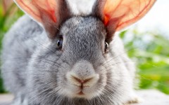 Desktop image. Animals. ID:35213