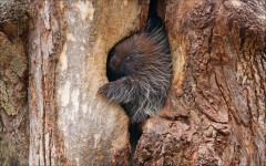 Desktop image. Animals. ID:51724