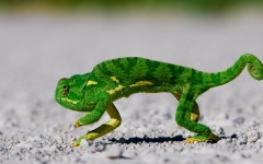 Desktop image. Animals. ID:35215