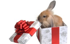 Desktop image. Animals. ID:35216