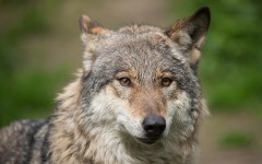 Desktop image. Animals. ID:51726