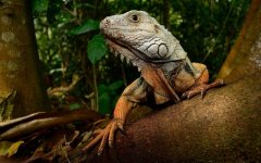 Desktop image. Animals. ID:97148