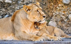Desktop image. Animals. ID:35219