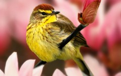 Desktop image. Animals. ID:35221