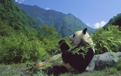 Desktop image. Animals. ID:35223