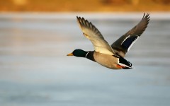 Desktop image. Animals. ID:35224