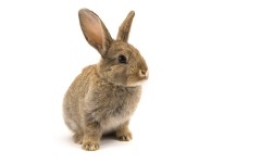 Desktop image. Animals. ID:35225