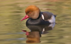 Desktop image. Animals. ID:35226