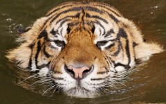 Desktop image. Animals. ID:53082