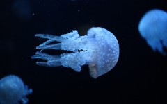 Desktop image. Animals. ID:35228