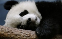 Desktop image. Animals. ID:35229