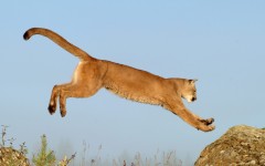 Desktop image. Animals. ID:35230