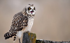 Desktop image. Animals. ID:53101