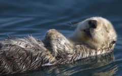 Desktop image. Animals. ID:35232