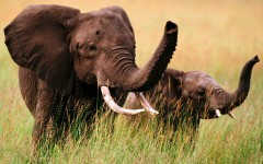 Desktop image. Animals. ID:35233