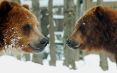 Desktop image. Animals. ID:35234