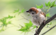 Desktop image. Animals. ID:35235