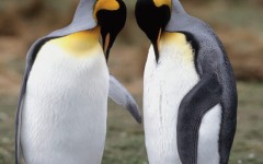Desktop image. Animals. ID:35238