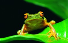 Desktop image. Animals. ID:35239