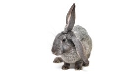 Desktop image. Animals. ID:35240