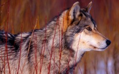 Desktop image. Animals. ID:35241