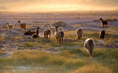 Desktop image. Animals. ID:53116