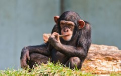 Desktop image. Animals. ID:53117