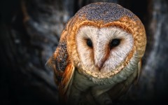 Desktop image. Animals. ID:35244