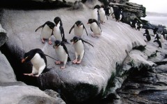 Desktop image. Animals. ID:35245