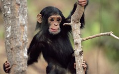 Desktop image. Animals. ID:35246