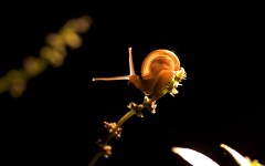 Desktop image. Animals. ID:35248