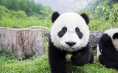 Desktop image. Animals. ID:35250