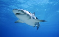 Desktop image. Animals. ID:35251