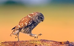 Desktop image. Animals. ID:51045