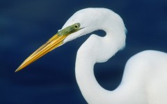 Desktop image. Animals. ID:35253